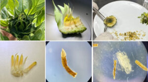 TÜBİTAK’tan Ayçiçeğinde Anter Kültürüyle Saf Hat Geliştirme Projesine Akademik Destek